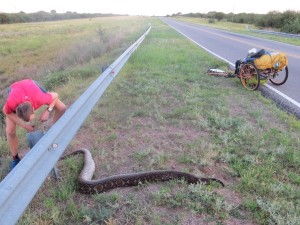 Boa Constrictor