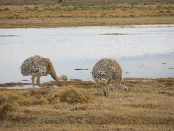 Rhea IMG_0497