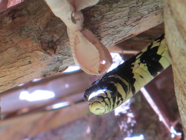 Rat snake in the Amazon rainforest