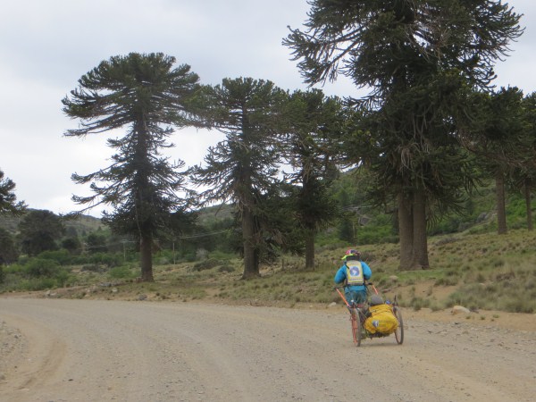 Running passed monkey puzzle trees in Argentina