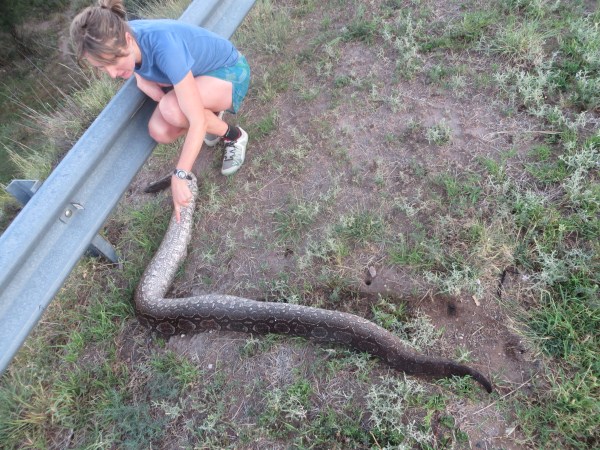 Enormous boa constrictor in Northern Argentina