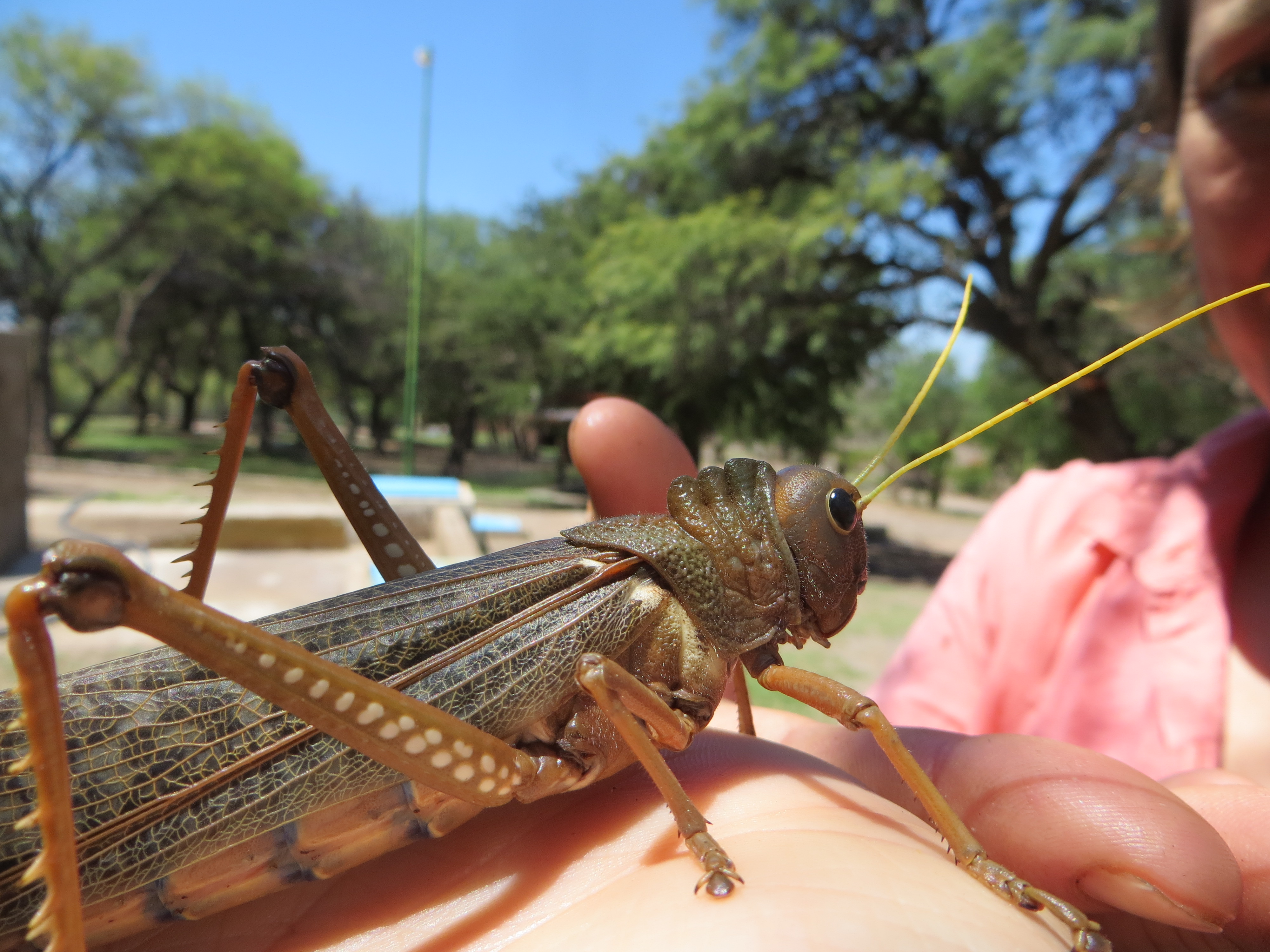 Giant Grasshoppers