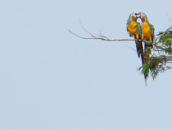 Blue-throated macaws in Bolivia