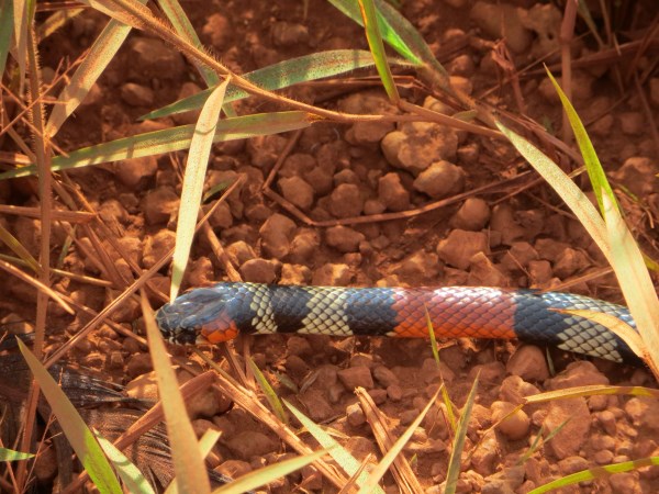 Coral snake, Bolivia