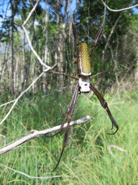 Rainforest spider, Venezuela