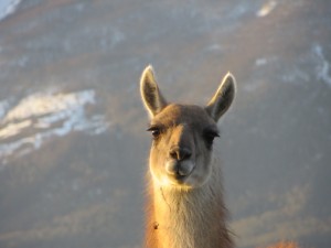 A guanaco. One of the many wild animals they saw along the way, that motivated them to keep running.